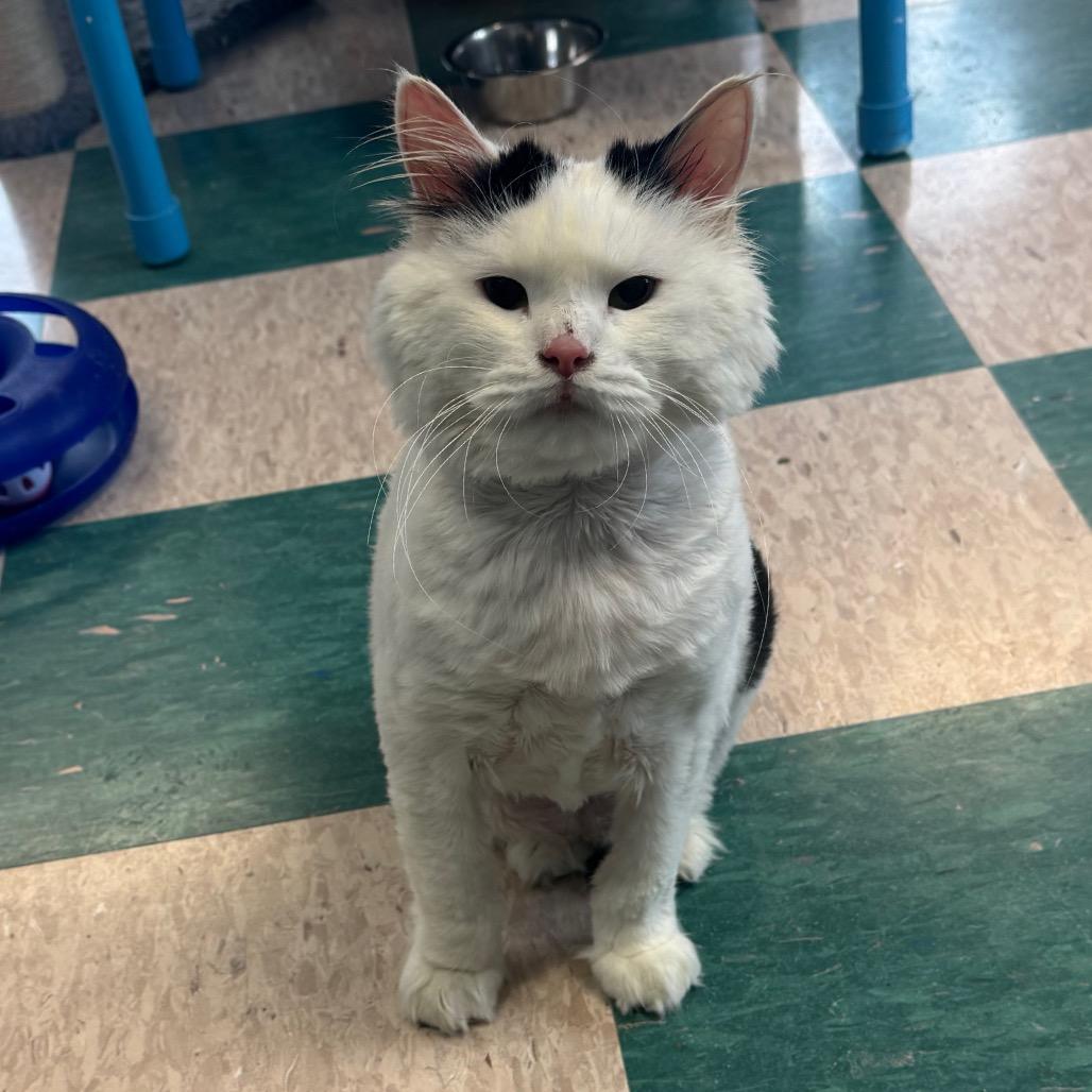 Silkie, a Adoptable Domestic Long Hair in Easton, PA image 4/6