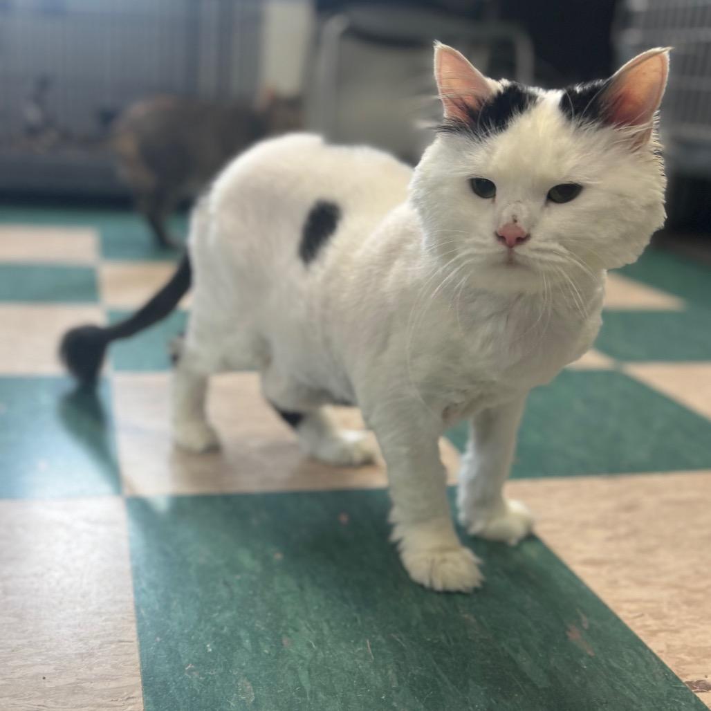 Silkie, a Adoptable Domestic Long Hair in Easton, PA image 5/6