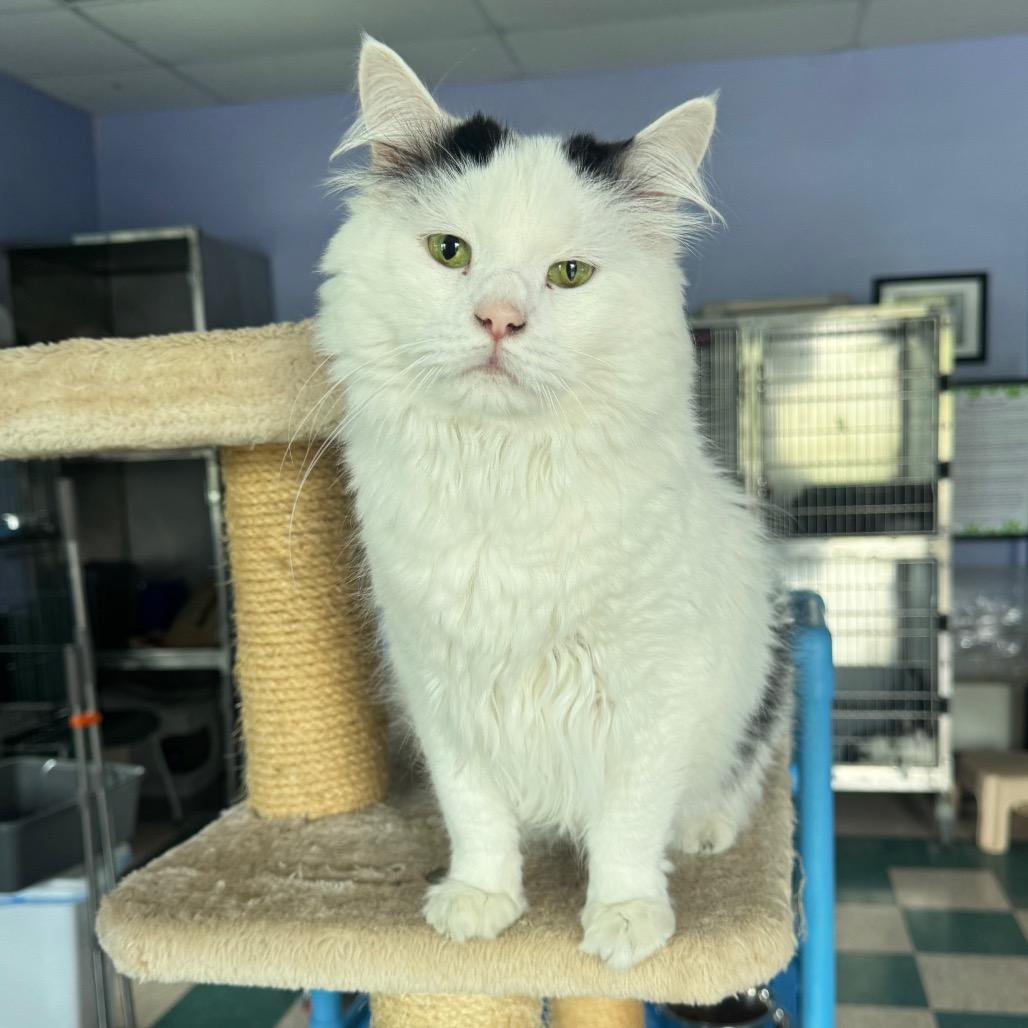 Enlarge Silkie, a Adoptable Domestic Long Hair in Easton, PA image 4/6
