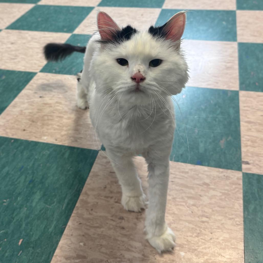 Silkie, a Adoptable Domestic Long Hair in Easton, PA image 6/6