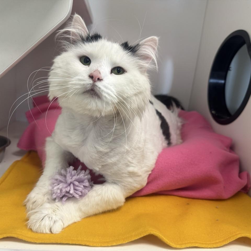 Enlarge Silkie, a Adoptable Domestic Long Hair in Easton, PA image 6/6