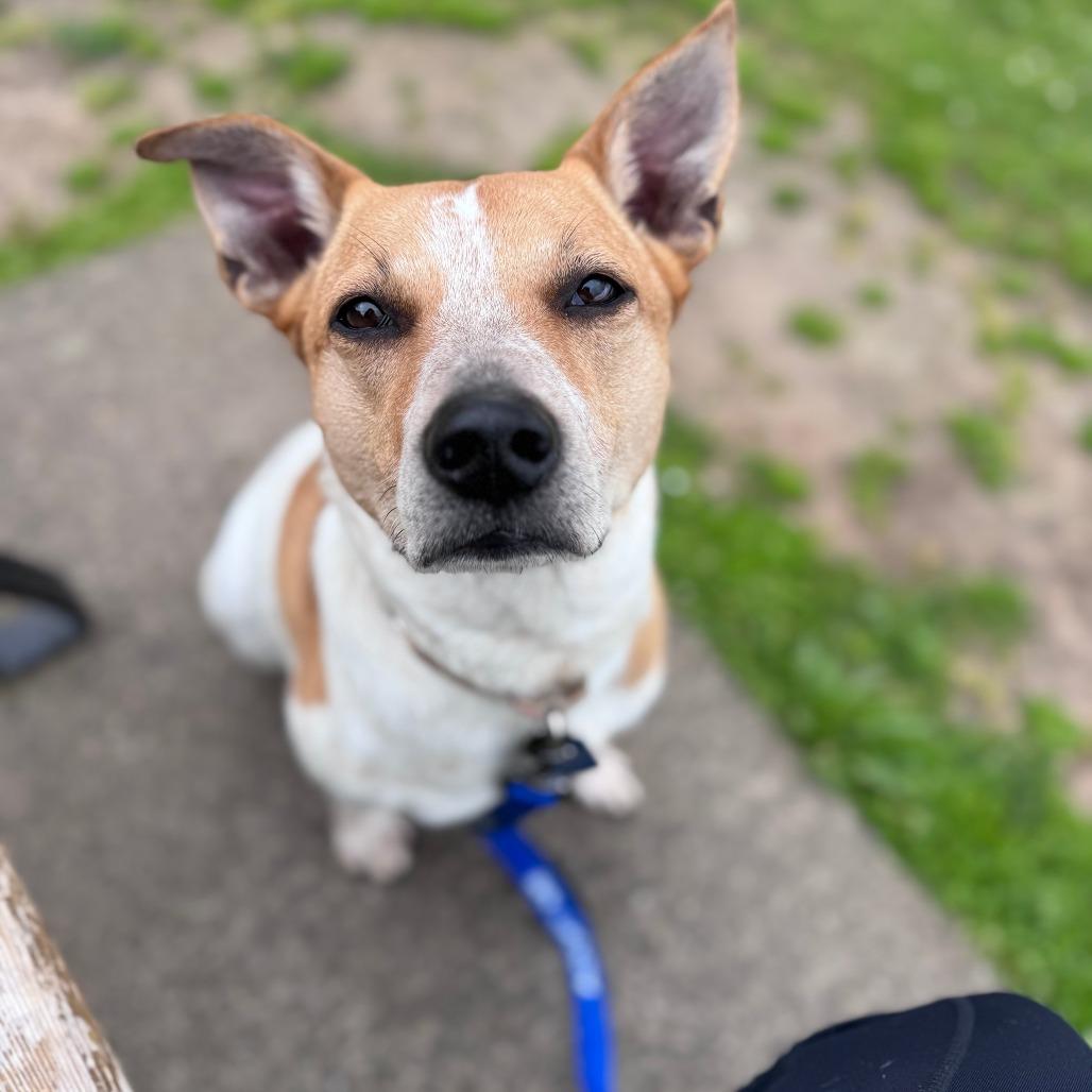 Penny, Adoptable, Adult Female Cattle Dog.