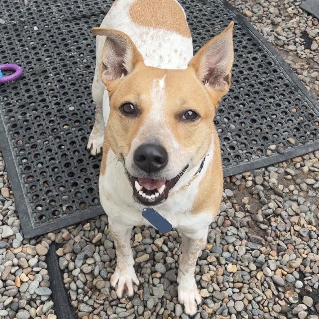 Penny, a Adoptable Cattle Dog in Portland, OR image 2/3