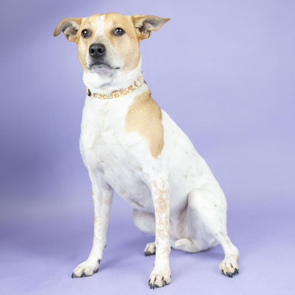 Penny, a Adoptable Cattle Dog in Portland, OR image 3/3