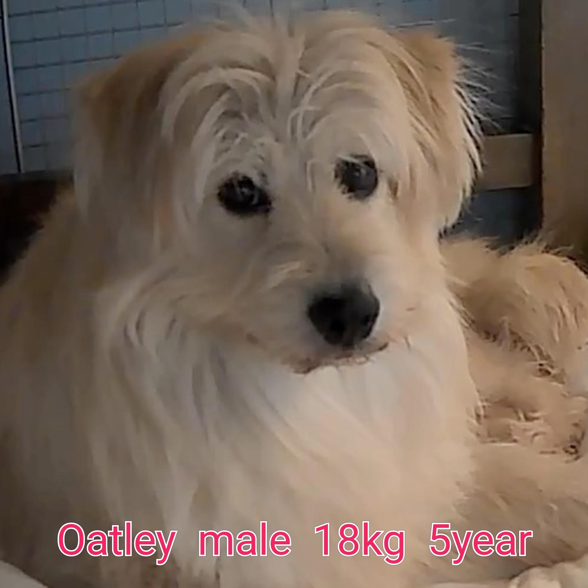 Enlarge Oatley, a ADOPTABLE Terrier in Duluth, GA image 2/6