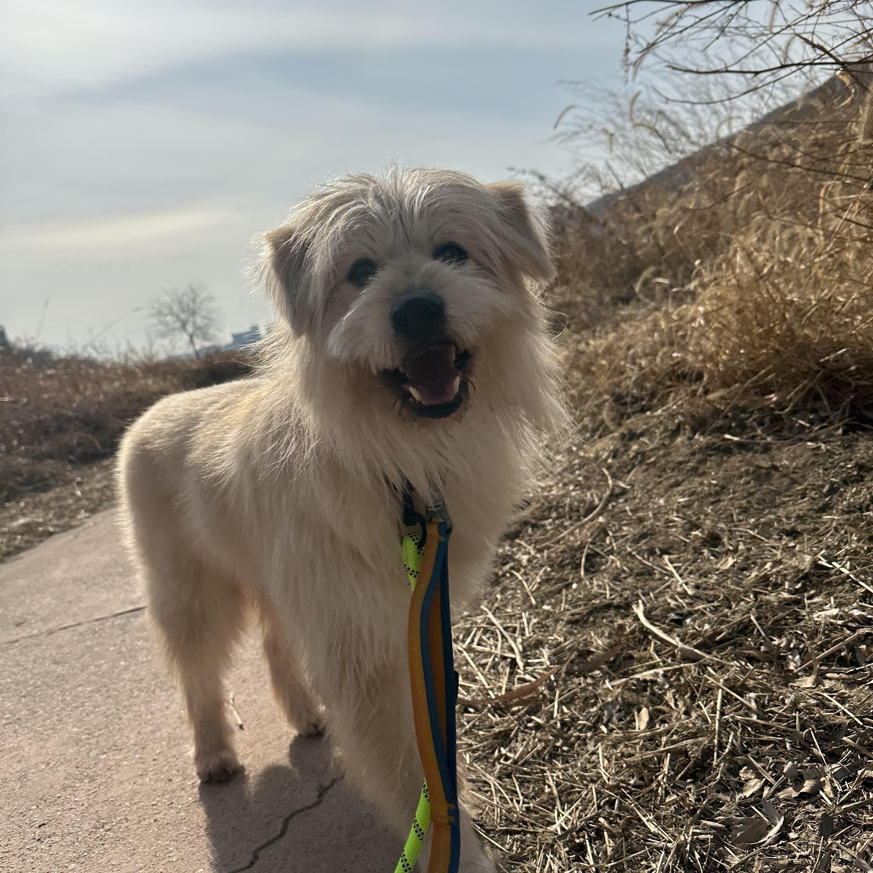 Oatley, ADOPTABLE, Adult Male Terrier.