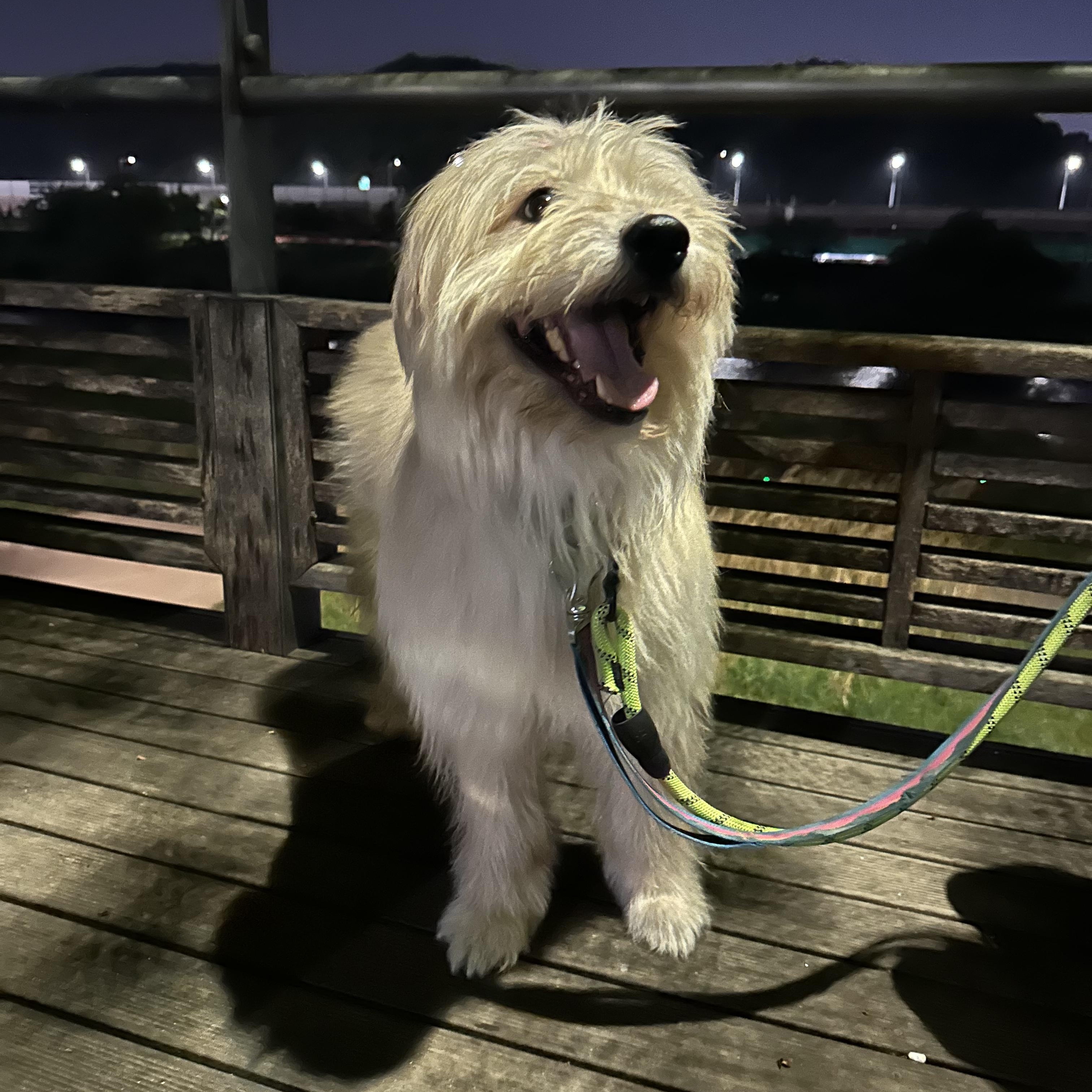 Enlarge Oatley, a ADOPTABLE Terrier in Duluth, GA image 3/6