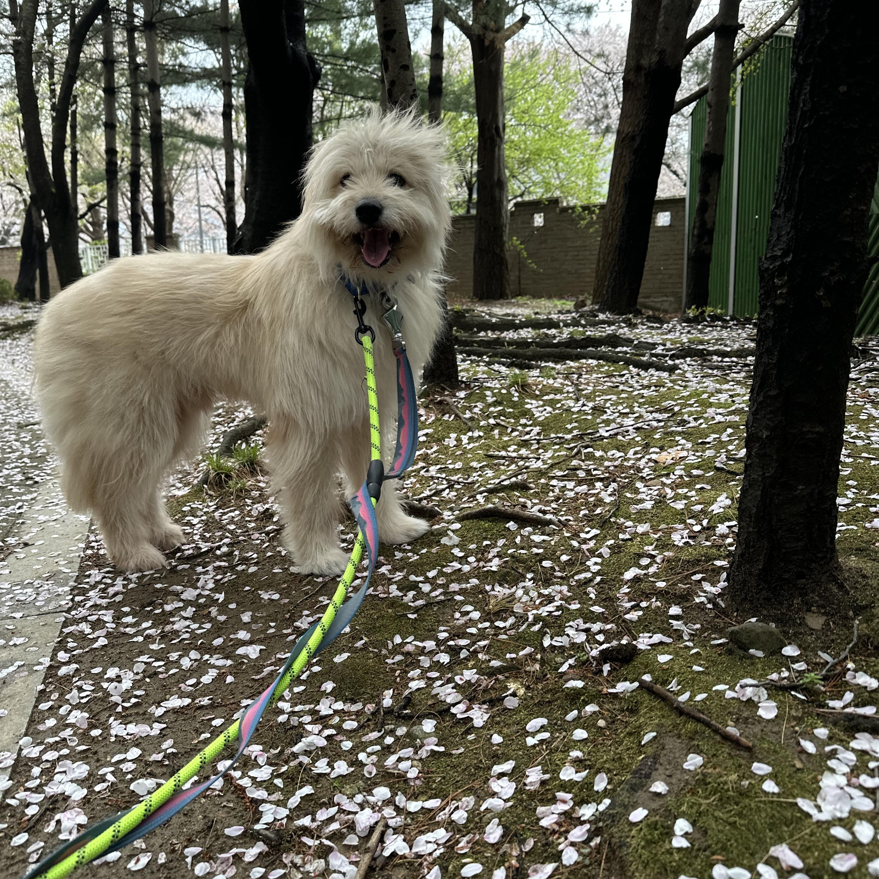 Enlarge Oatley, a ADOPTABLE Terrier in Duluth, GA image 4/6