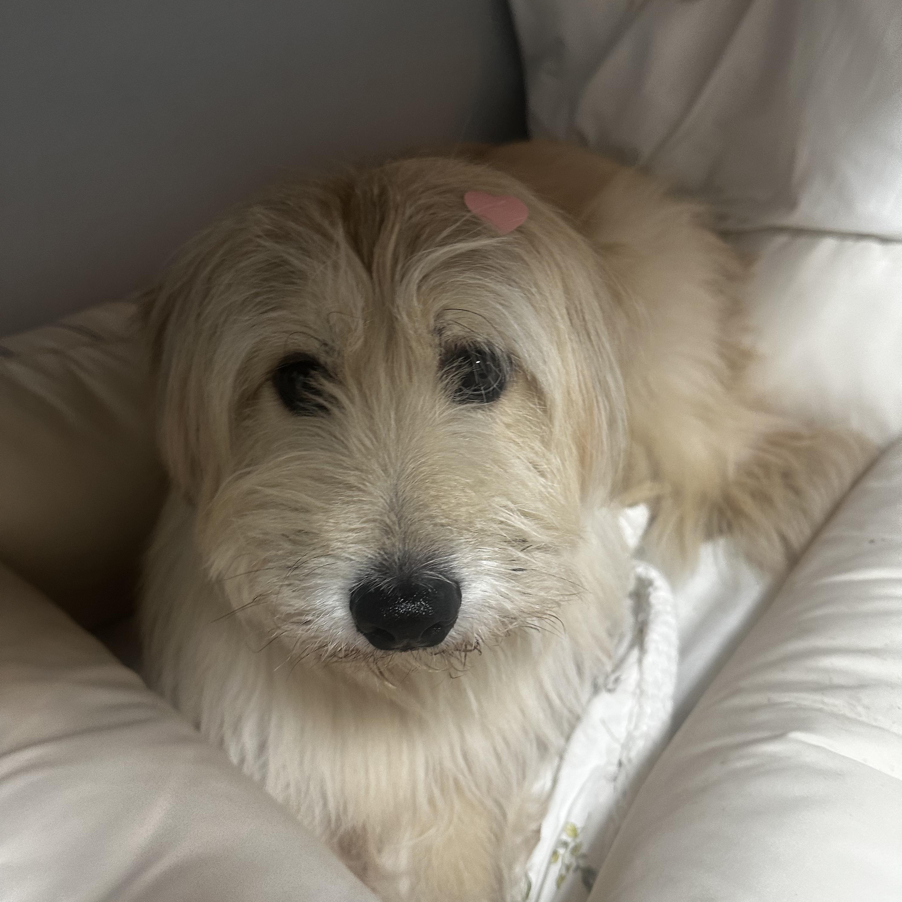 Enlarge Oatley, a ADOPTABLE Terrier in Duluth, GA image 6/6