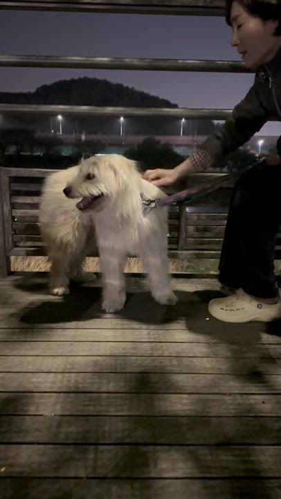 Enlarge Oatley, a ADOPTABLE Terrier in Duluth, GA video 5/6
