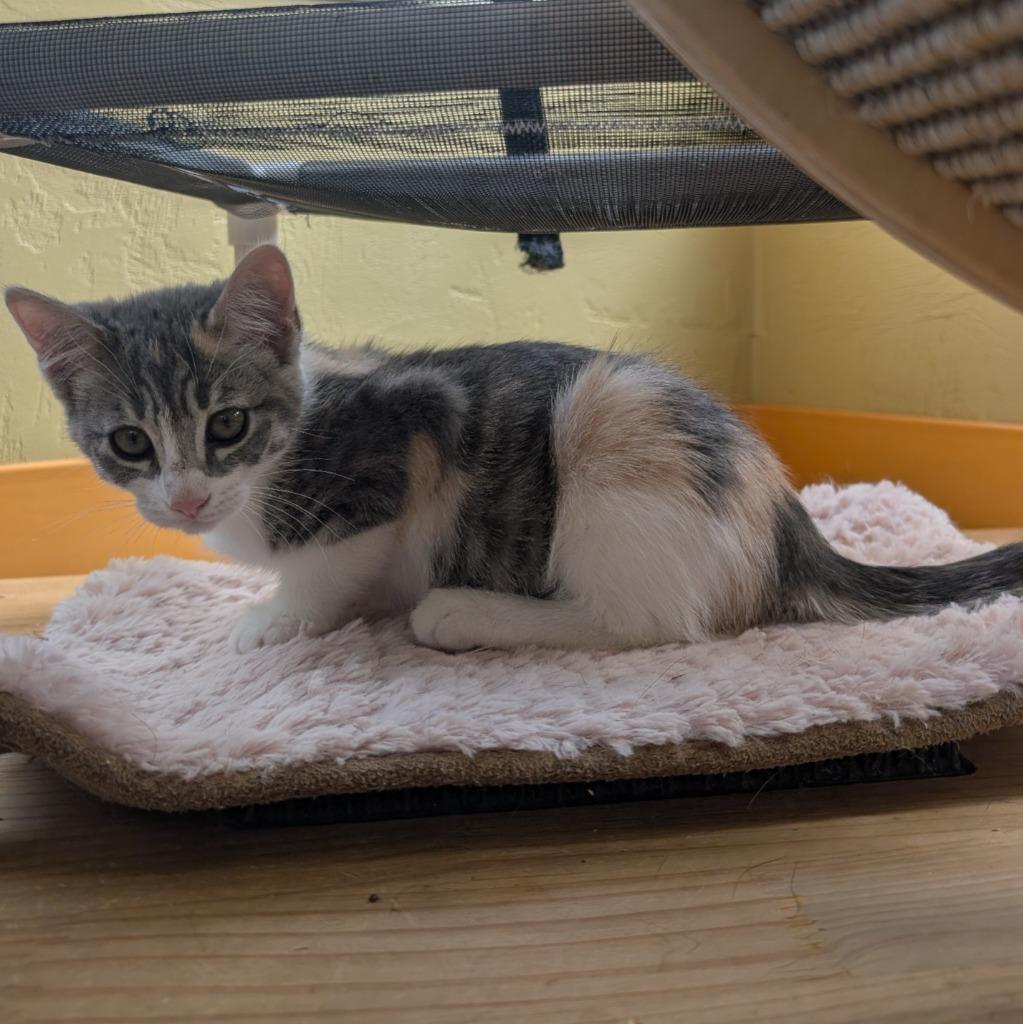 Enlarge Buns, a Adoptable mixed breed in Aberdeen, WA image 2/2