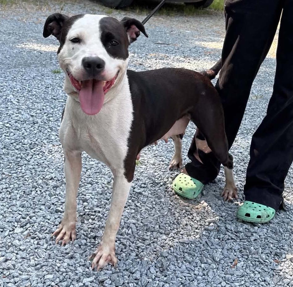 Enlarge Drax, a ADOPTABLE mixed breed in Elizabethtown, NC image 1/1
