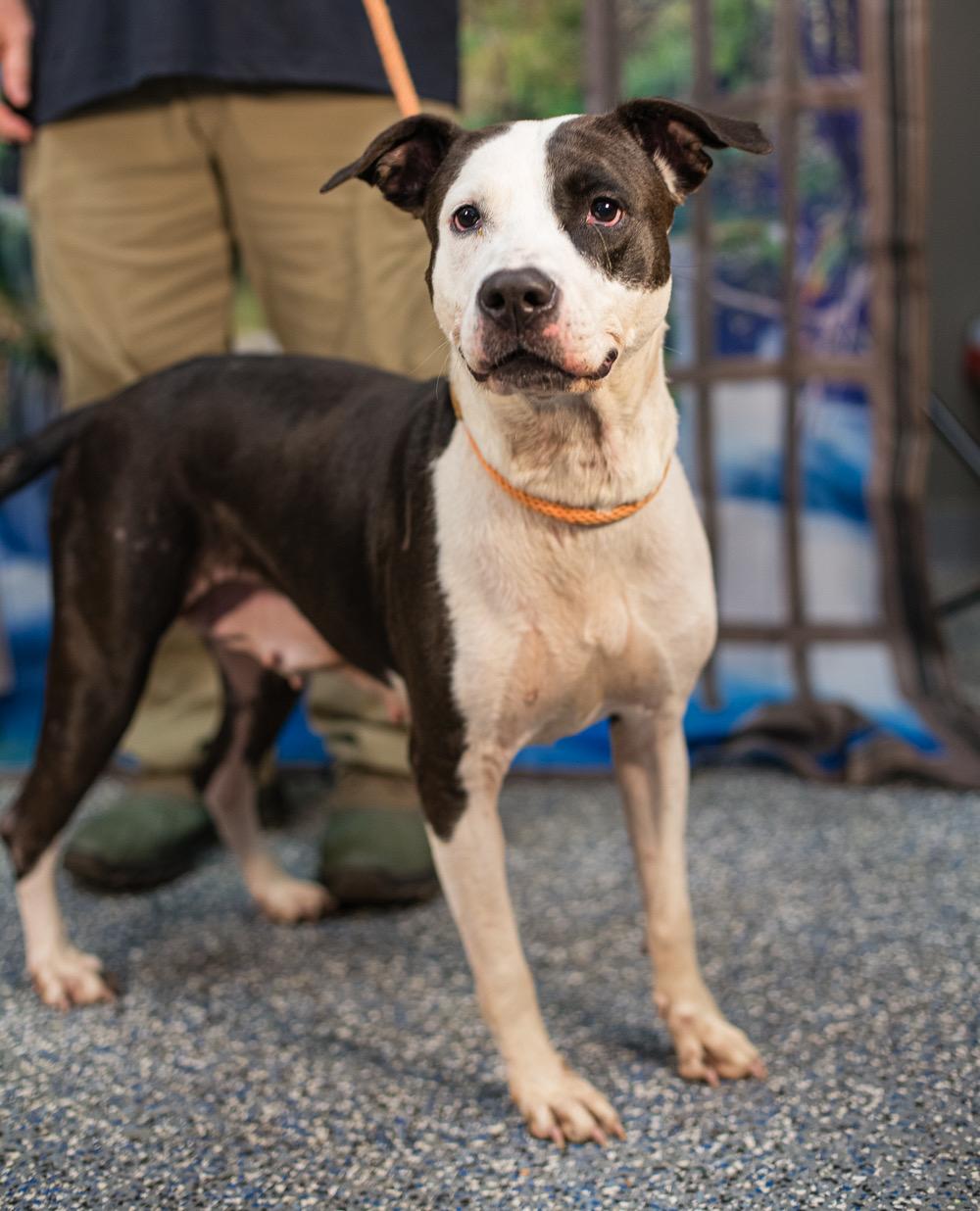 Drax, Adoptable, Adult Female American Staffordshire Terrier.