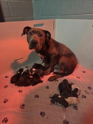 Star, Adoptable, Adult Female Pit Bull Terrier & Mixed Breed.