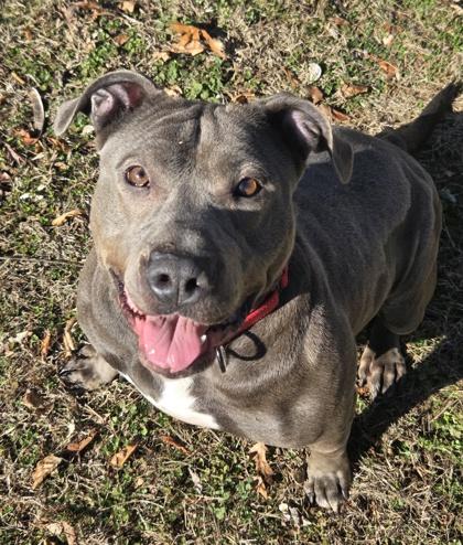 Enlarge Star, a Adoptable mixed breed in Malvern, PA image 1/3