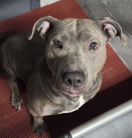 Enlarge Star, a Adoptable mixed breed in Malvern, PA image 3/3