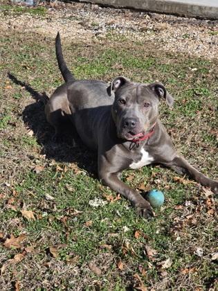 Enlarge Star, a Adoptable mixed breed in Malvern, PA image 3/3