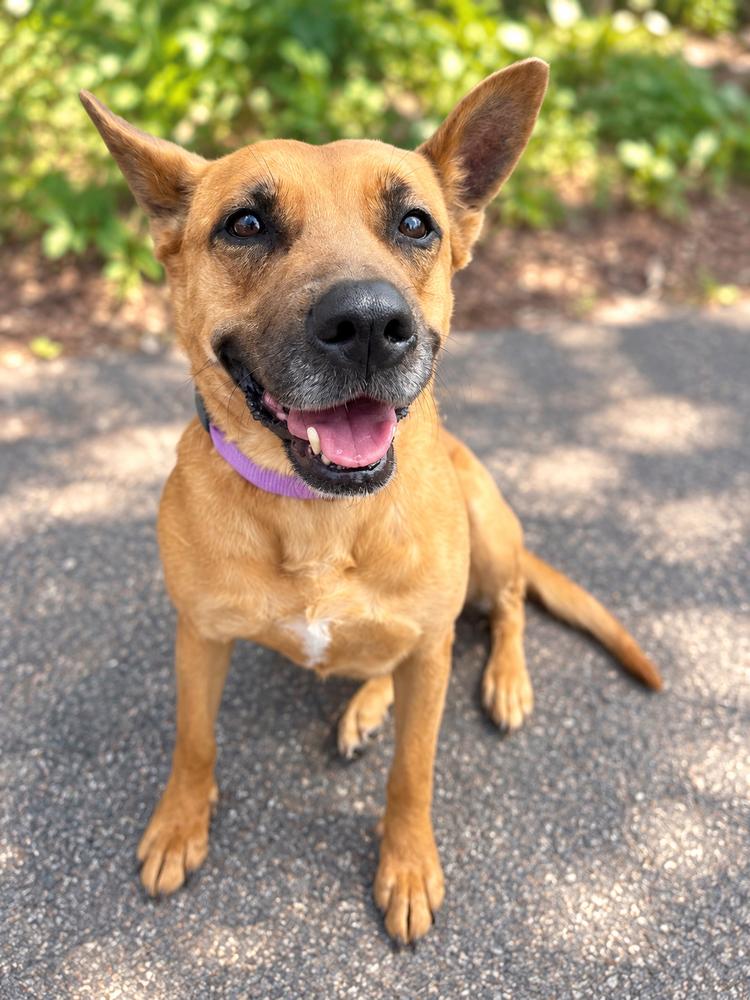 Marie, Adoptable, Adult Female Carolina Dog & Shepherd.