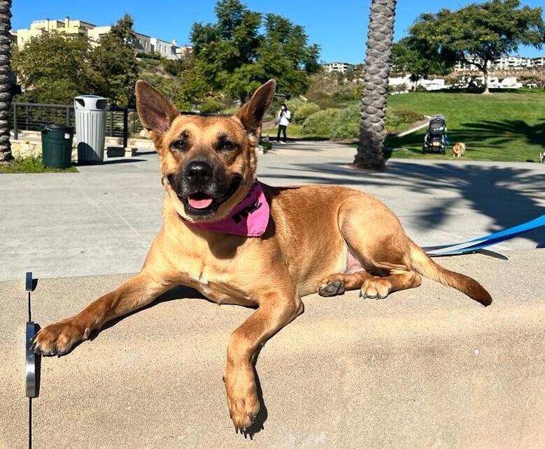 Marie, Adoptable, Adult Female Carolina Dog & Shepherd.