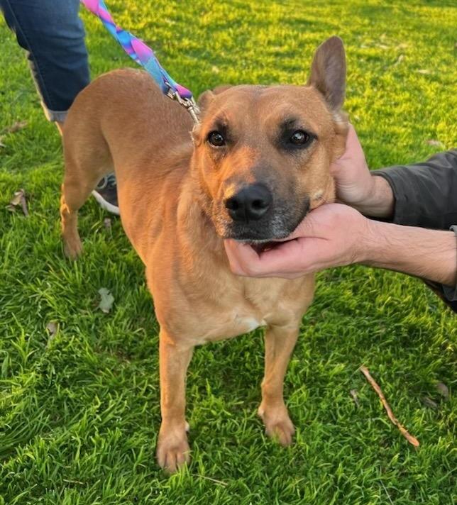 Enlarge Marie, a Adoptable mixed breed in Jamul, CA image 2/6