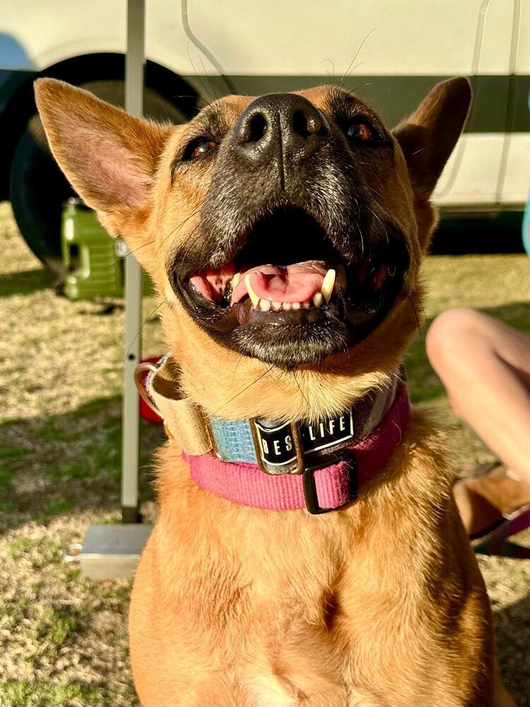 Enlarge Marie, a Adoptable mixed breed in Jamul, CA image 4/6