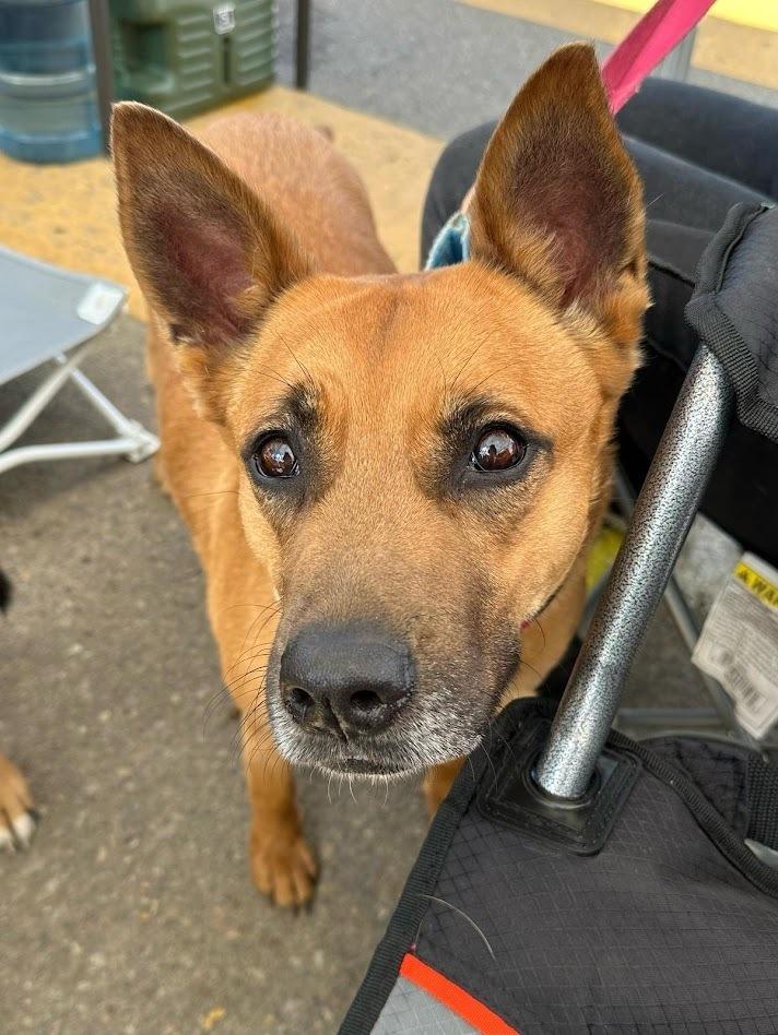 Enlarge Marie, a Adoptable mixed breed in Jamul, CA image 3/5