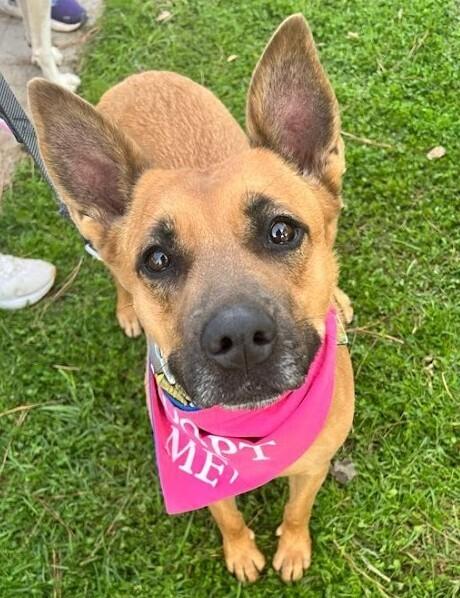 Enlarge Marie, a Adoptable mixed breed in Jamul, CA image 4/5