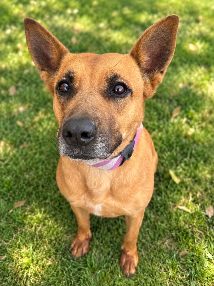 Enlarge Marie, a Adoptable mixed breed in Jamul, CA image 5/5