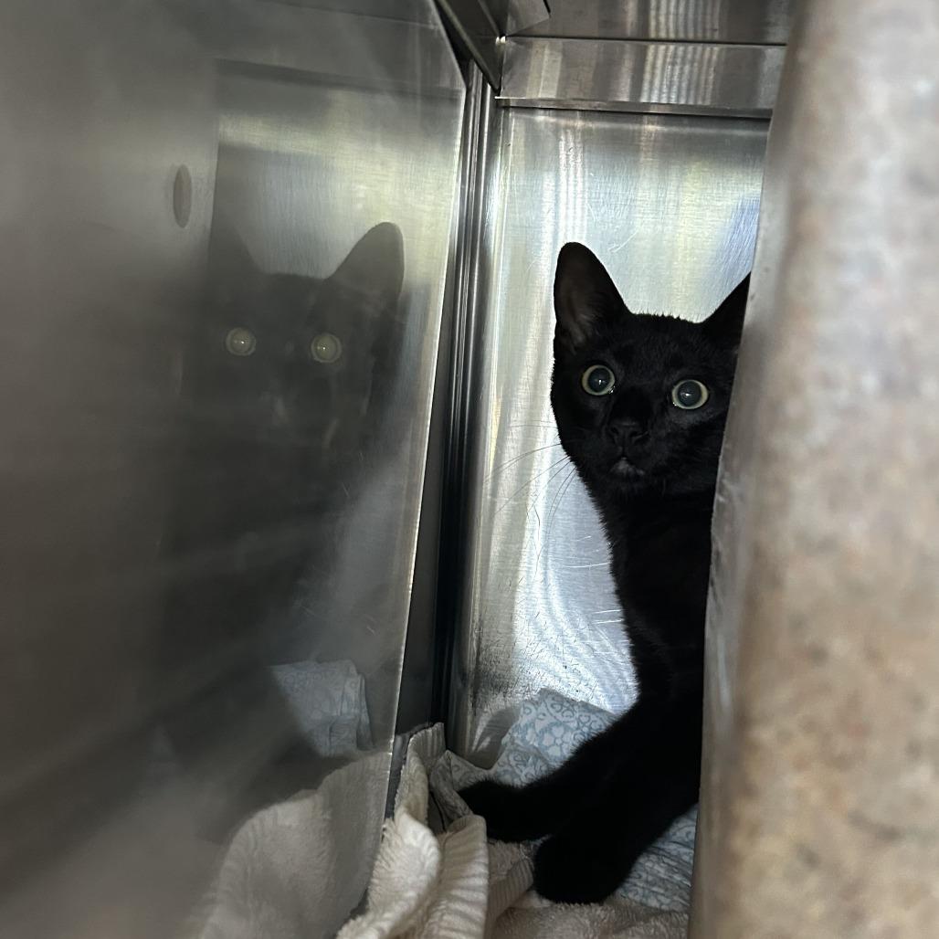 Checkers, Adoptable, Young Female Domestic Short Hair.