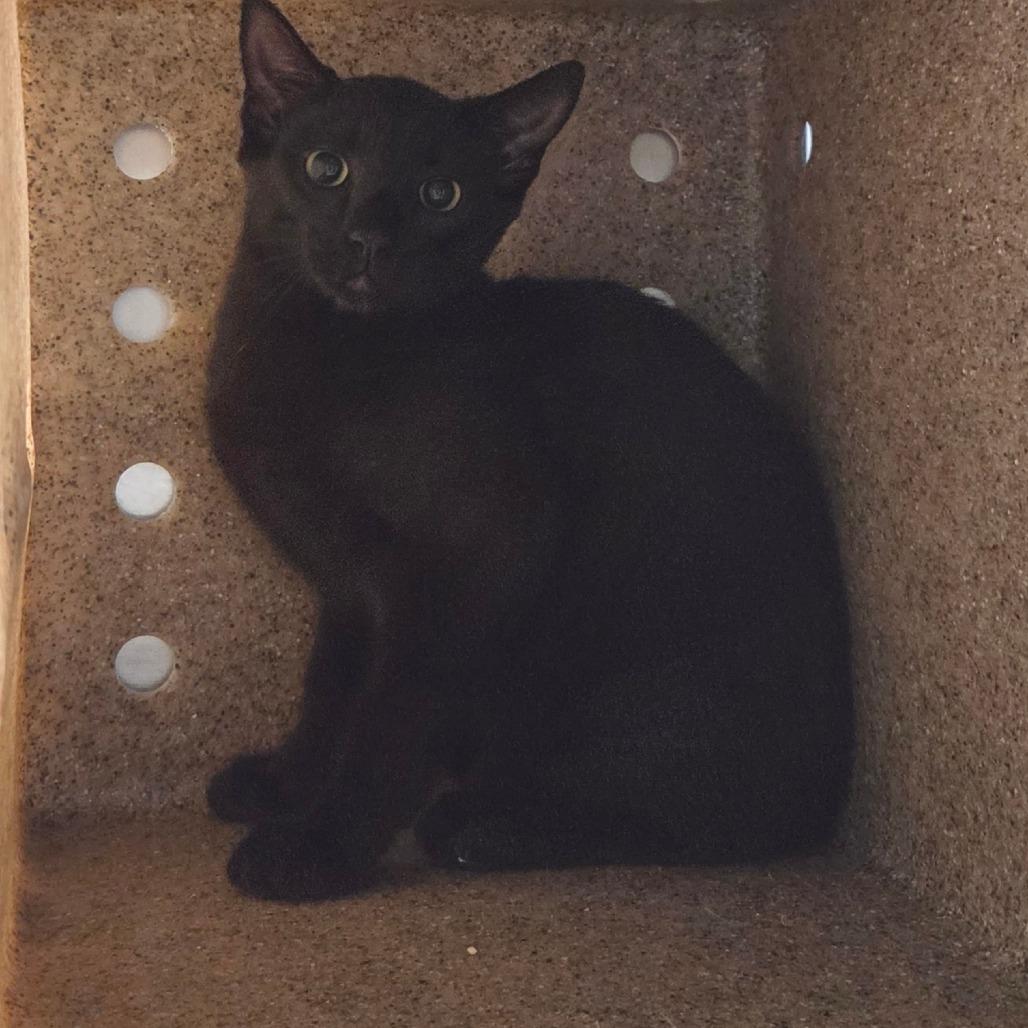 Enlarge Checkers, a Adoptable Domestic Short Hair in Asheville, NC image 2/3