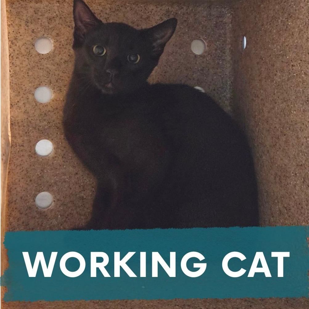 Enlarge Checkers, a Adoptable Domestic Short Hair in Asheville, NC image 3/3