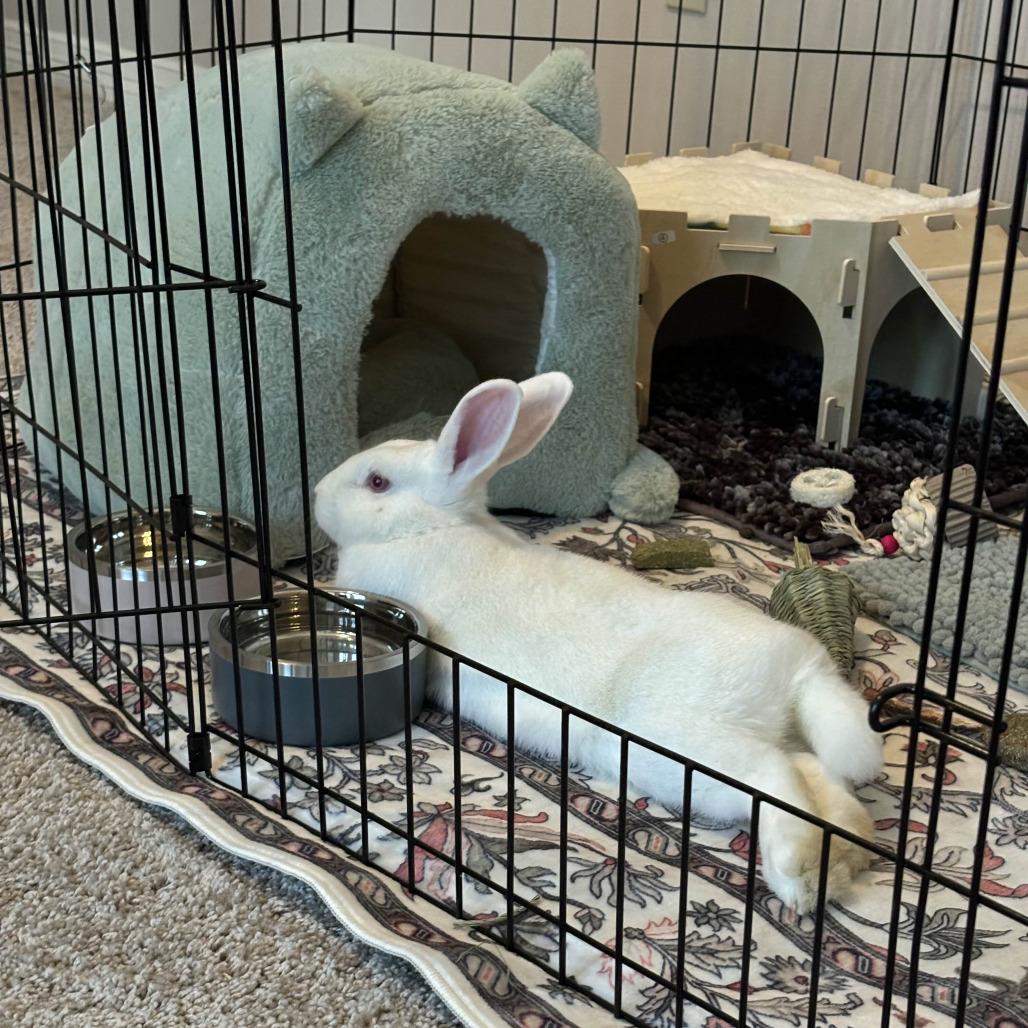 Nick, Adoptable, Young Male American & English Spot.