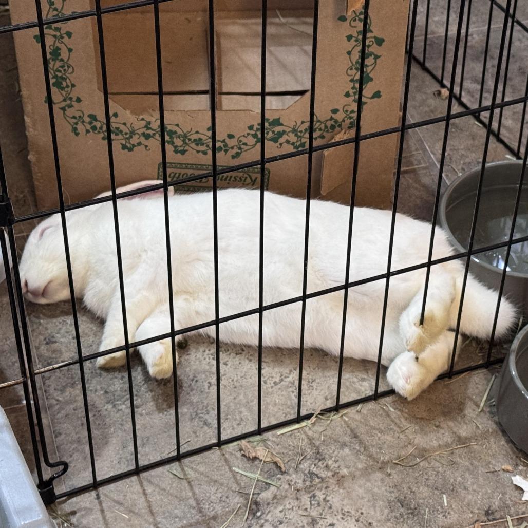 Enlarge Nick, a Adoptable mixed breed in The Woodlands, TX image 2/6