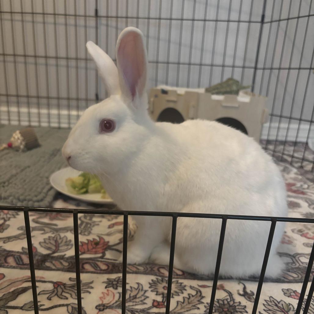 Enlarge Nick, a Adoptable mixed breed in The Woodlands, TX image 3/6