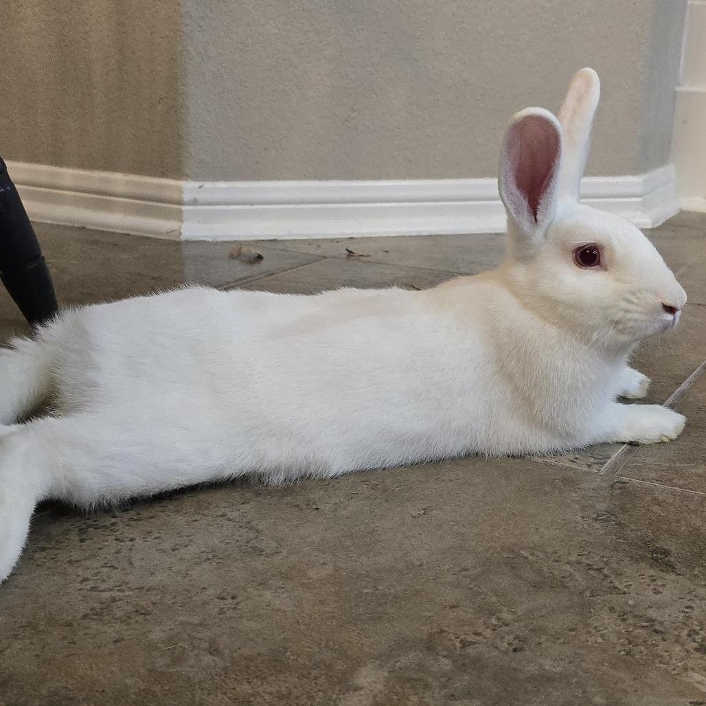 Nick, Adoptable, Young Male American & English Spot.