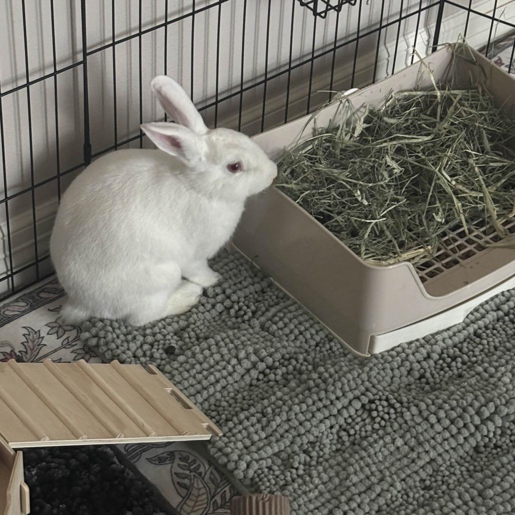 Enlarge Nick, a Adoptable mixed breed in The Woodlands, TX image 5/6