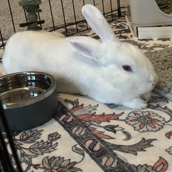 Enlarge Nick, a Adoptable mixed breed in The Woodlands, TX image 5/6