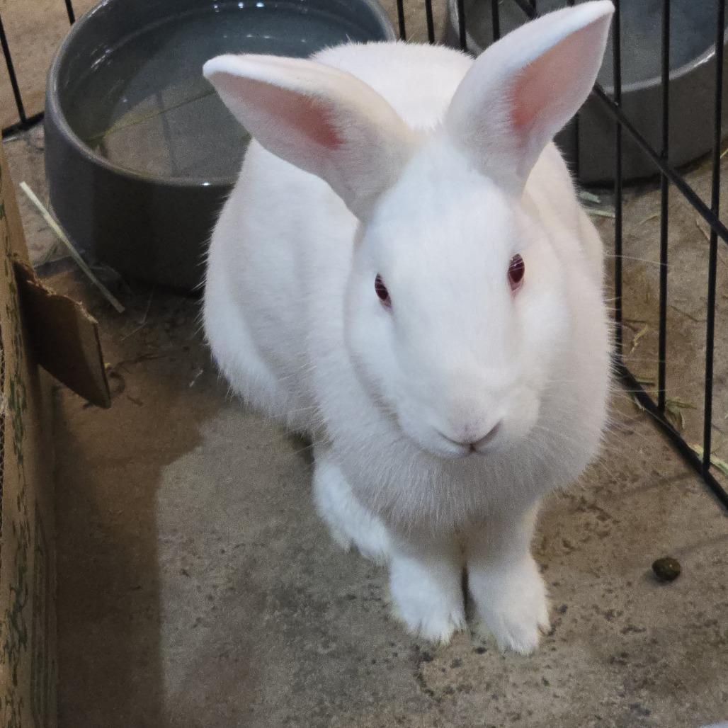 Enlarge Nick, a Adoptable mixed breed in The Woodlands, TX image 5/6