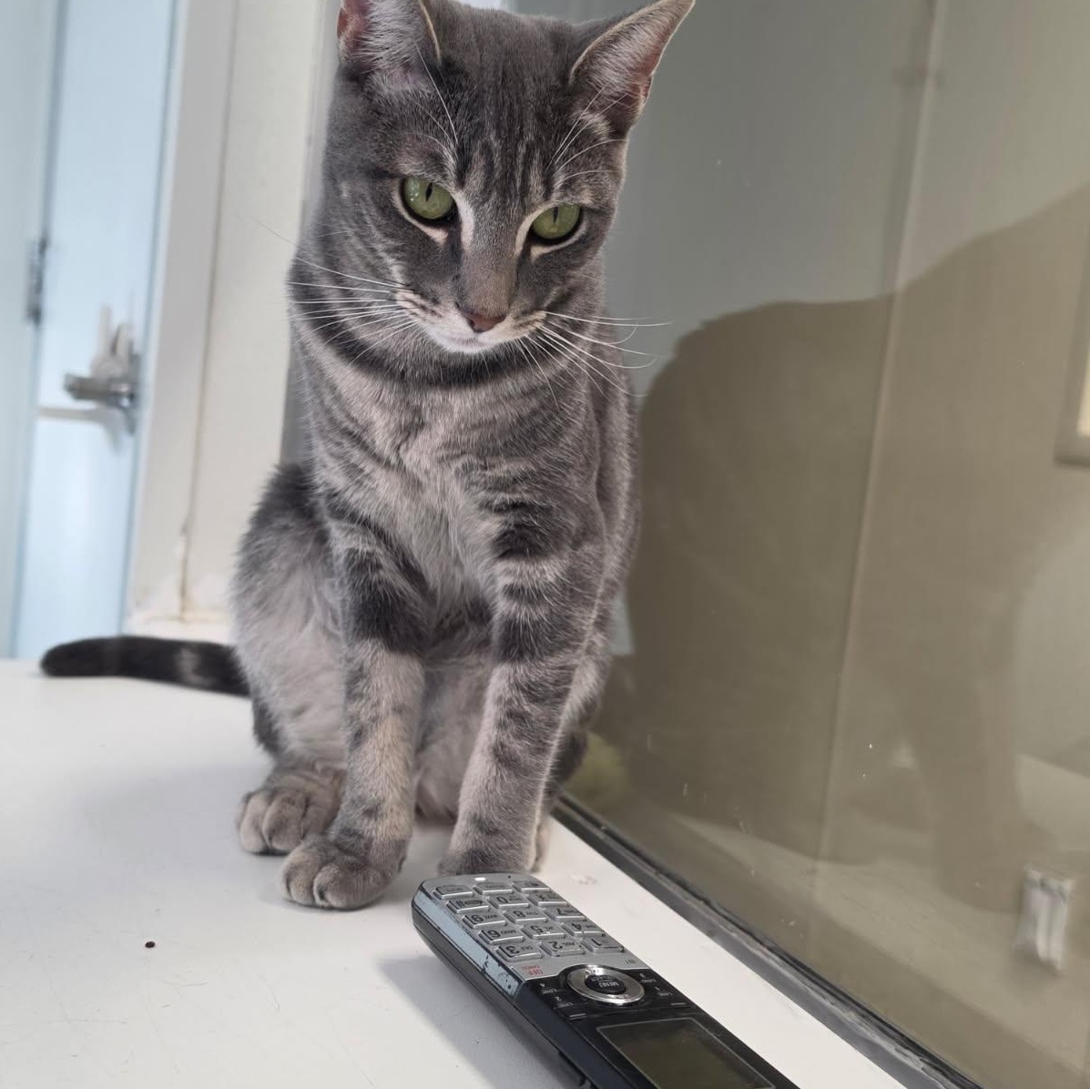 Enlarge Pixel, a Adoptable Domestic Short Hair in El Cajon, CA image 1/3