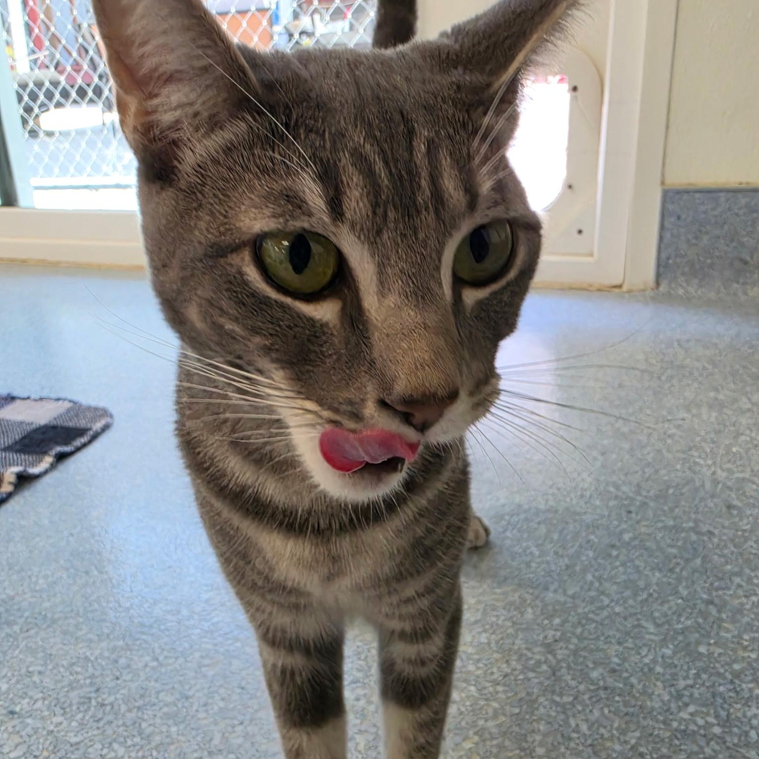 Enlarge Pixel, a Adoptable Domestic Short Hair in El Cajon, CA image 2/3