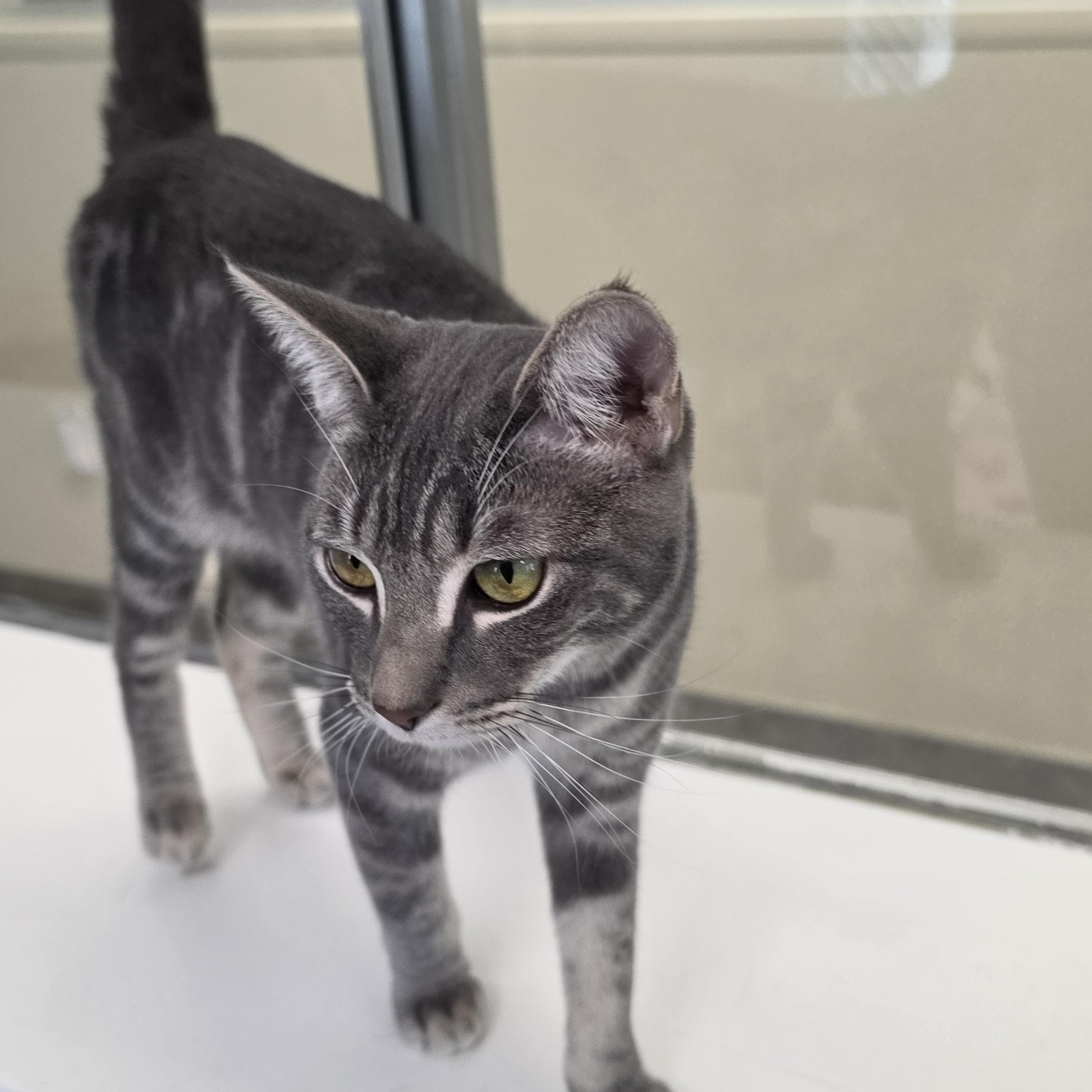 Enlarge Pixel, a Adoptable Domestic Short Hair in El Cajon, CA image 3/3