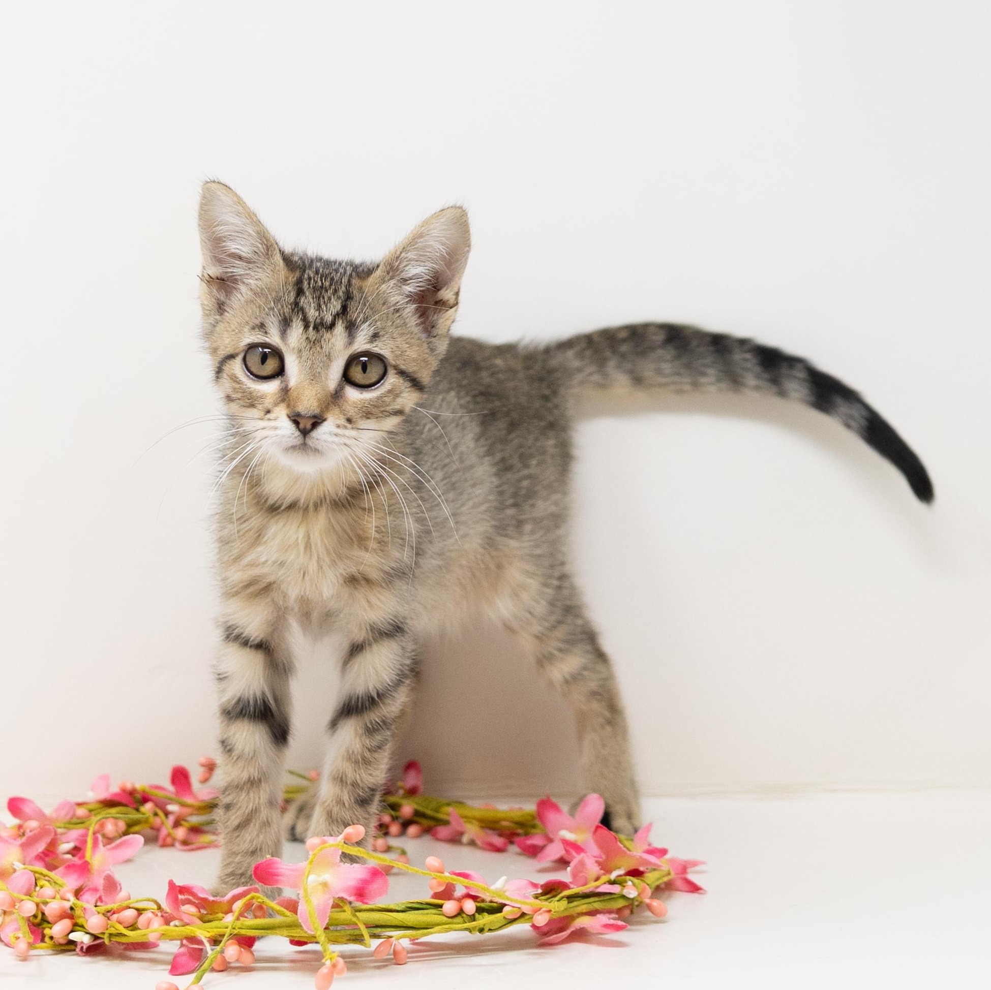 Hazel, Adopted, Kitten Female Tabby.