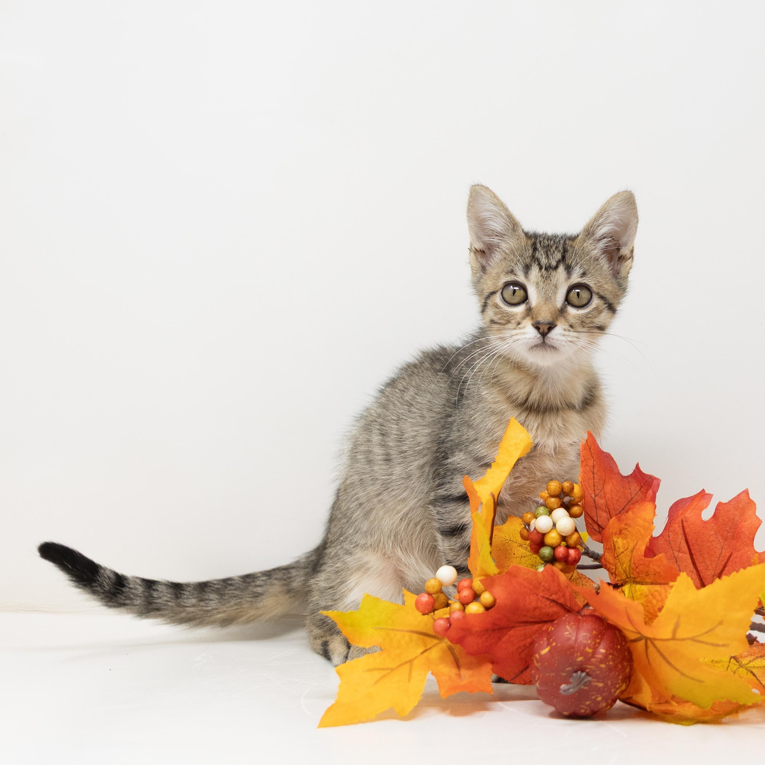 Enlarge Hazel, a Adopted Tabby in Trophy Club, TX image 6/6