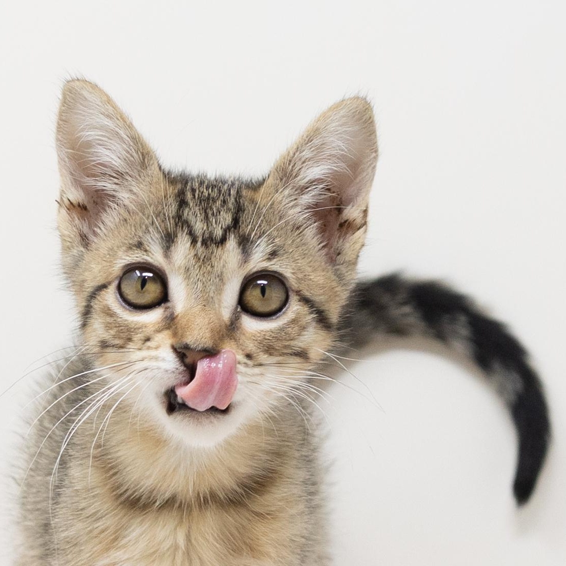 Enlarge Hazel, a Adopted Tabby in Trophy Club, TX image 5/6