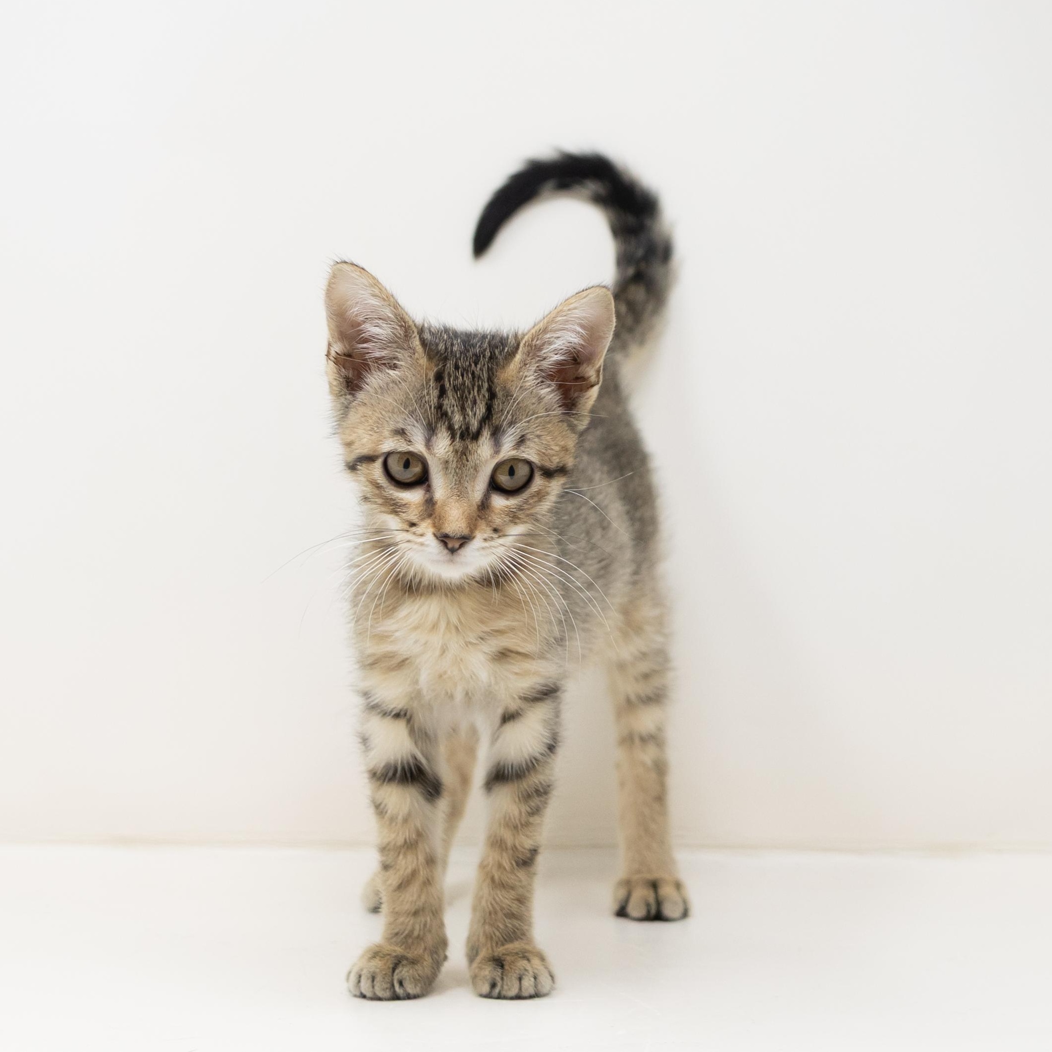 Enlarge Hazel, a Adopted Tabby in Trophy Club, TX image 4/6