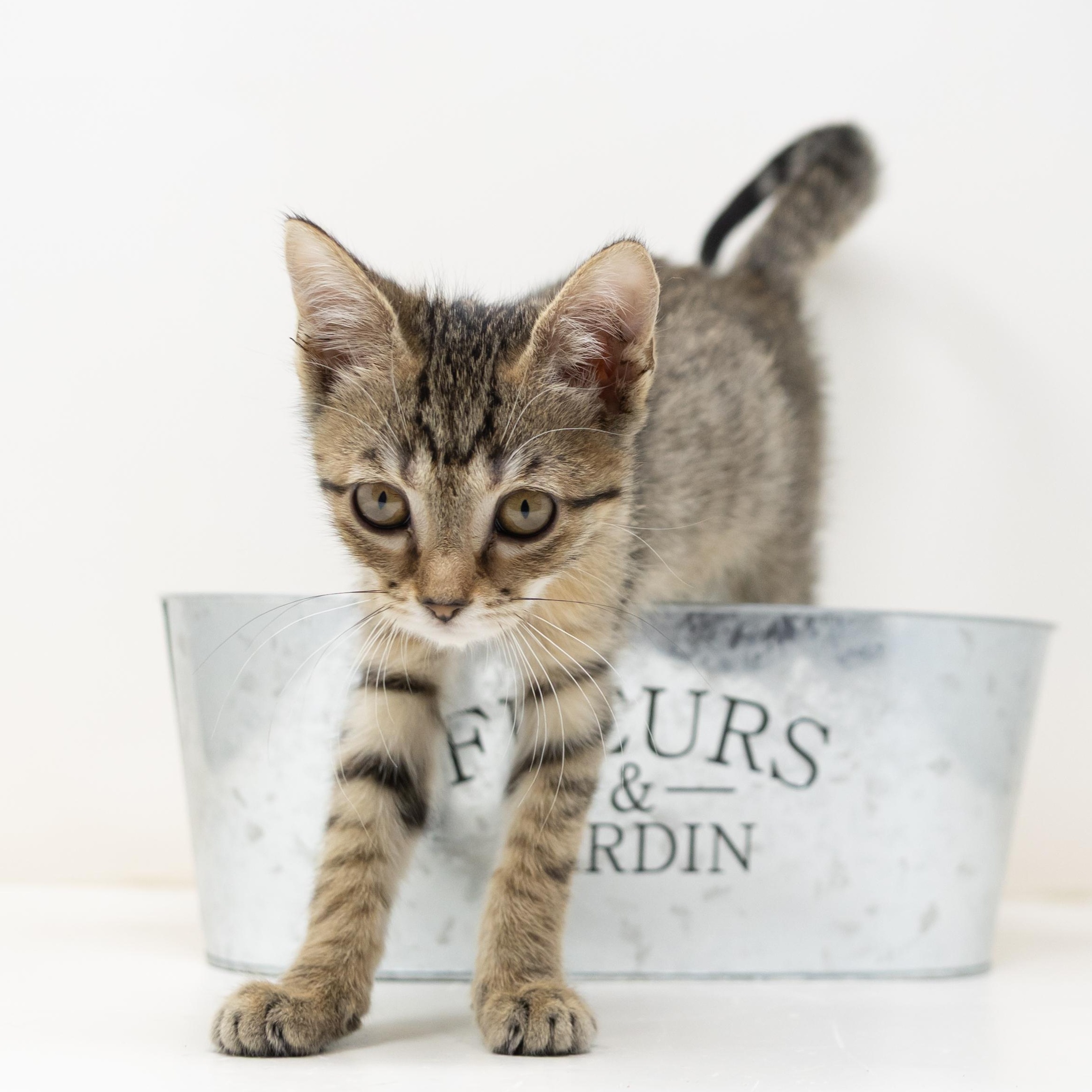 Enlarge Hazel, a Adopted Tabby in Trophy Club, TX image 2/6