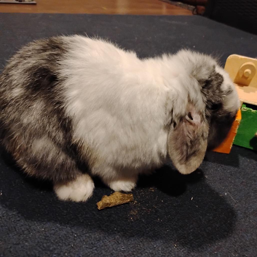 Fennel, Adoptable, Adult Male Mini Lop.