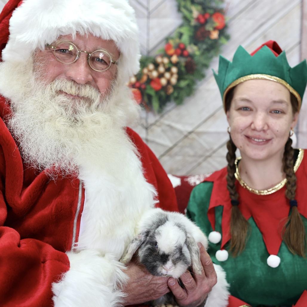 Fennel, a Adoptable Mini Lop in Madison, WI image 2/6
