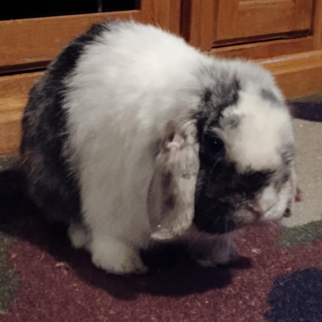 Fennel, a Adoptable Mini Lop in Madison, WI image 3/6