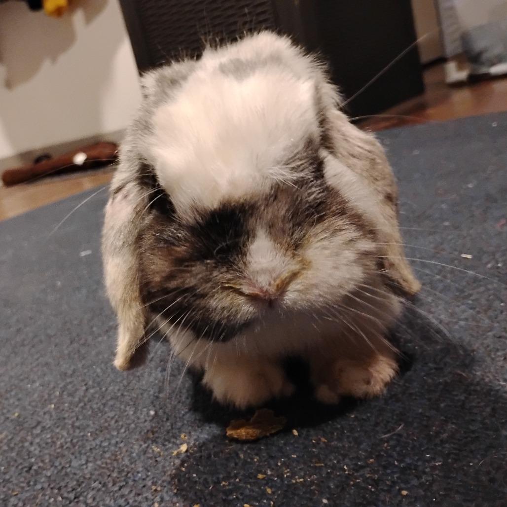 Fennel, a Adoptable Mini Lop in Madison, WI image 4/6